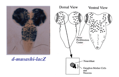 Neuroepithelial Cells