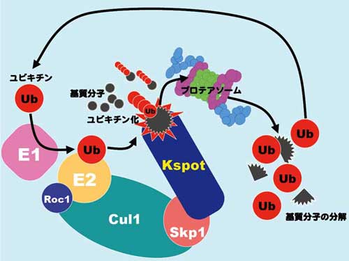 kspot.jpg