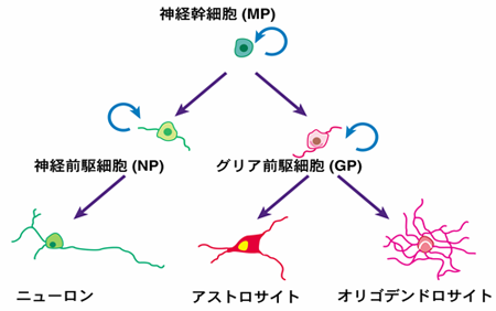 神経幹細胞の分化